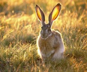 yapboz Büyük kulakları ile Tavşan